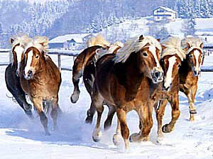 HAFLINGER